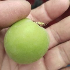 青杏 绿杏 酸杏开始上市供应