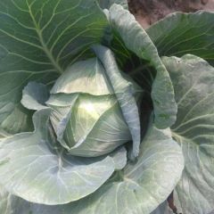 奥其娜甘蓝！长期供应！