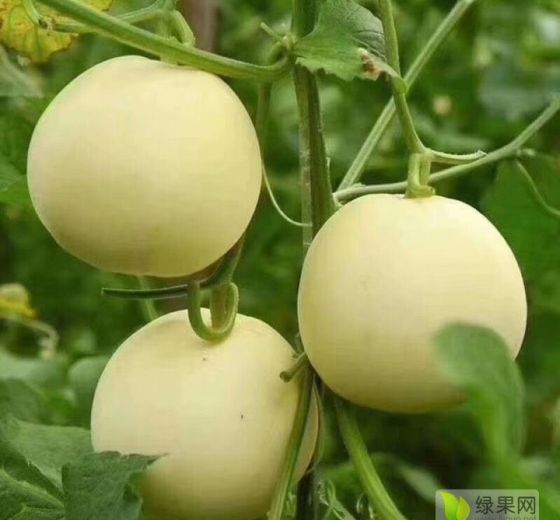 2019年陕西阎良陕甜价格
