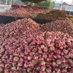 通许万亩优质紫皮洋葱