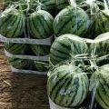 夏邑8424 西瓜大量上市