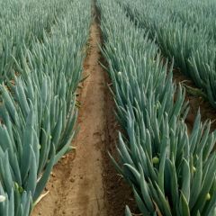 平度，铁杆大葱大量上市。