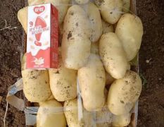 肥城三膜新荷兰十五土豆大量供应中