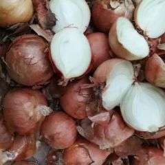 甘肃8公分以上黄葱 另有500吨80以上好葱，需要联系