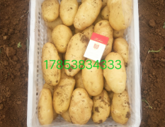 2020年山东肥城大棚土豆开始上市了！全国发货！