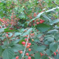 天宝樱桃大量上市 寻找采购客户