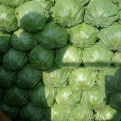 河北邯郸中甘21甘蓝