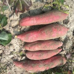 广东陆丰 纯沙西瓜红，湖北大叶等各种红薯产地直销