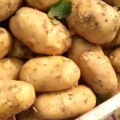 早大白 新佳 中暑