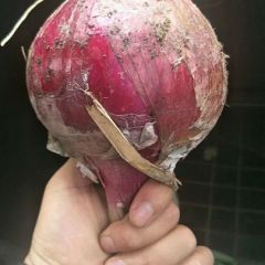 大邑红皮洋葱