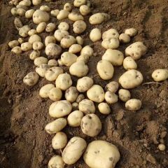 2019昌黎土豆值得出手