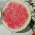 夏邑无籽8424大量上市中