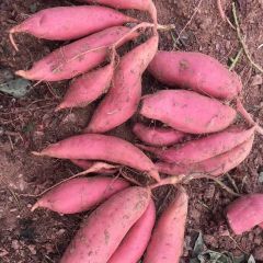 高品质烟台烟薯25大量精品