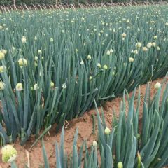 常年出售日本铁杆大葱