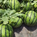 全村老少主要是种植西瓜