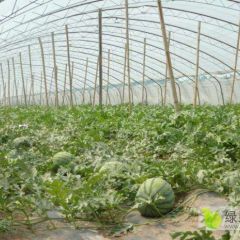 冀鲁豫大棚甜王系列西瓜，现在盛产期