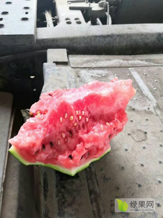 2019年河南开封8424西瓜价格