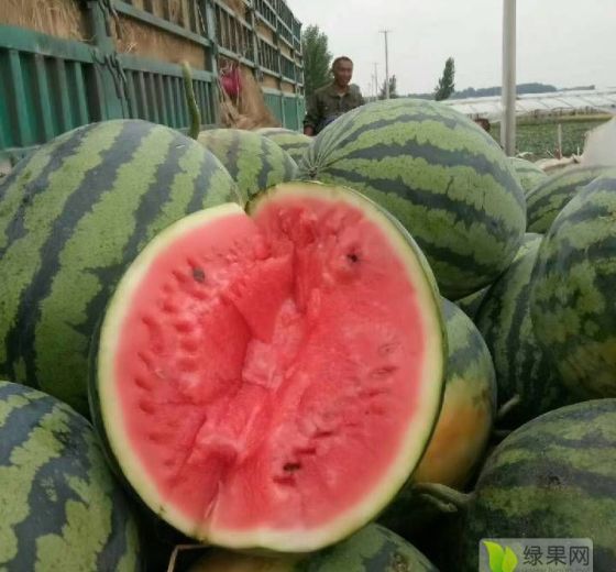2019年山东泗水甜王系列价格