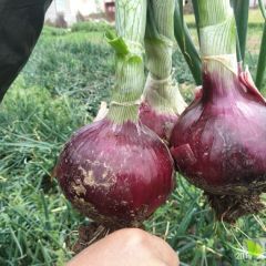 各种规格红皮黄皮洋葱大量供应