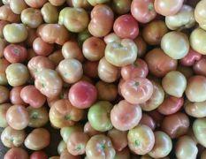 豫北 大量供应硬粉西红柿、甜瓜，有意者联系