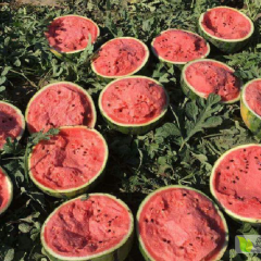 清苑甜王皮毛亮甜度高口感好谢福龙诚信合作