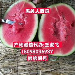 漂亮的黑美人大量供应中