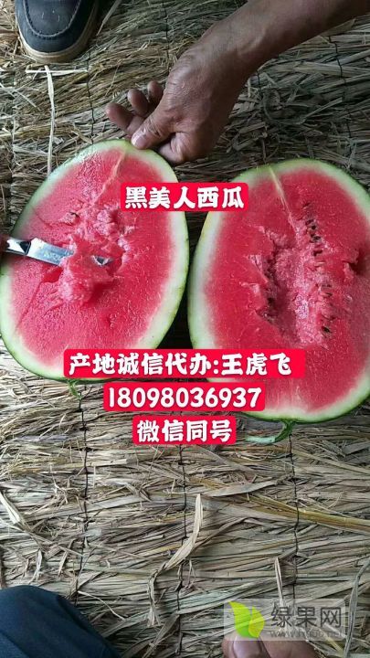 黑美人价格