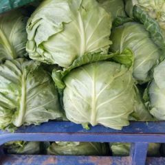 万亩绿甘蓝基地