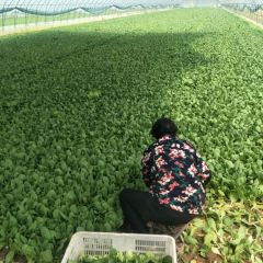 曹县上海青小油菜欢迎各位老板收购