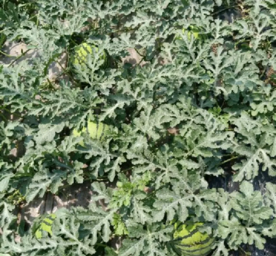 2019年江苏沭阳8424西瓜价格