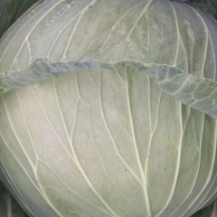 梁平甘蓝口感好，质优量，耐运输