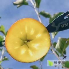 盐源糖心红富士高原苹果