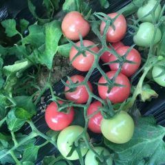 2019莘县本地是千禧圣女果万亩种植基地