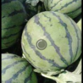 大量西瓜上市，甜王。京欣