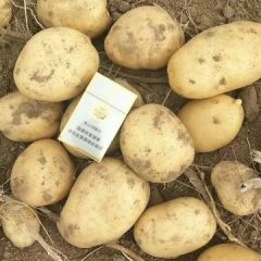 土豆大量供应中，质量保证