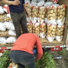 2019年新土豆以上市品种有荷兰系列