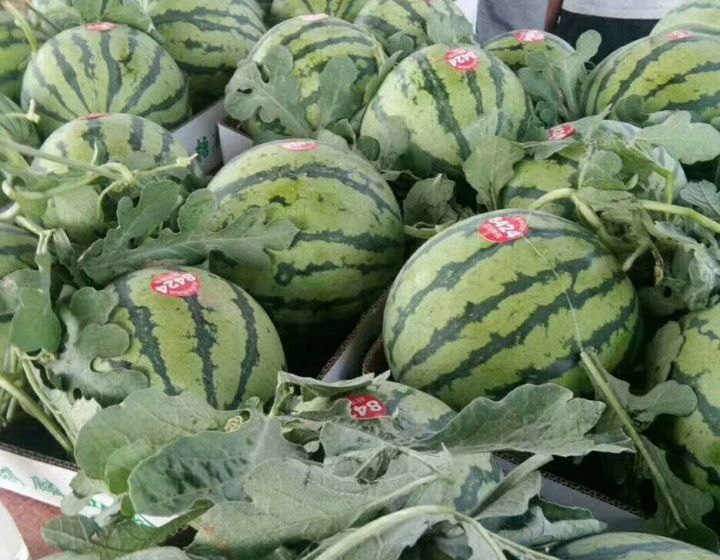 精品8424西瓜大量上市
