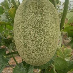 西周蜜25号开始大量上市