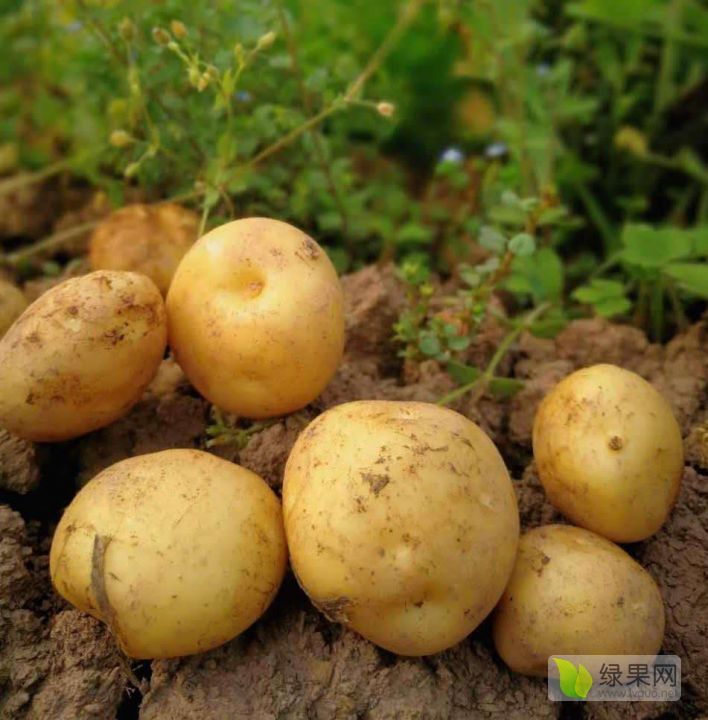 供应百亩荷兰806大土豆火热预售中6月出大量上市