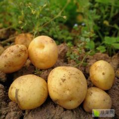 百亩荷兰806大土豆，火热预售中，6月出大量上市