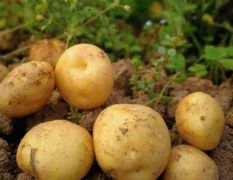 百亩荷兰806大土豆，火热预售中，6月出大量上市