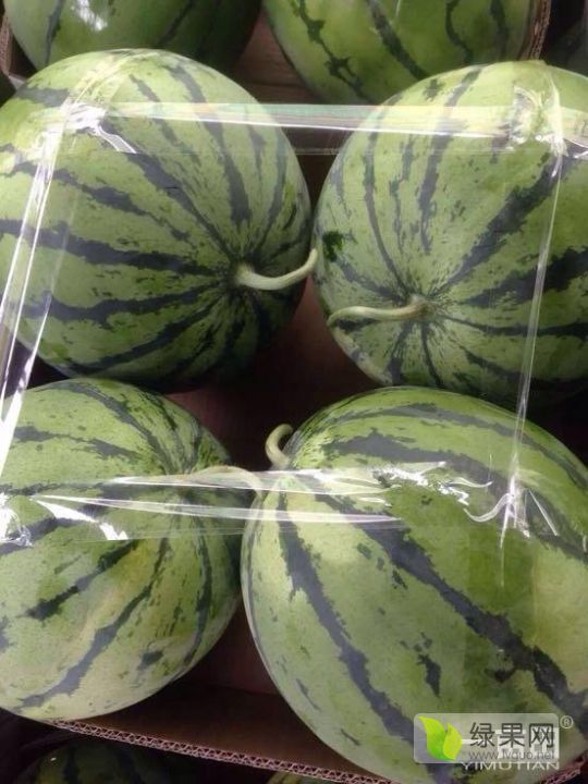 2019年安徽砀山8424西瓜价格