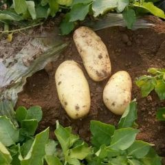 肥城蔬菜种植基地无公害土豆大量供应