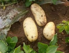 肥城蔬菜种植基地无公害土豆大量供应