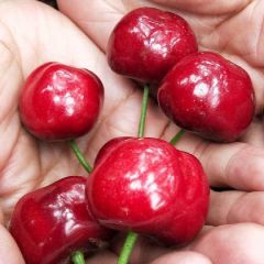 四川汉源大樱桃一件代发