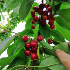 山西大樱桃己上市