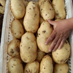 荷兰土豆大量上市