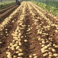 土豆 二膜新土豆 荷兰十五大量供应
