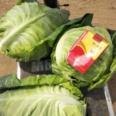 牛心甘蓝。价低