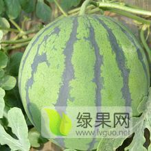 专业代办京欣西瓜